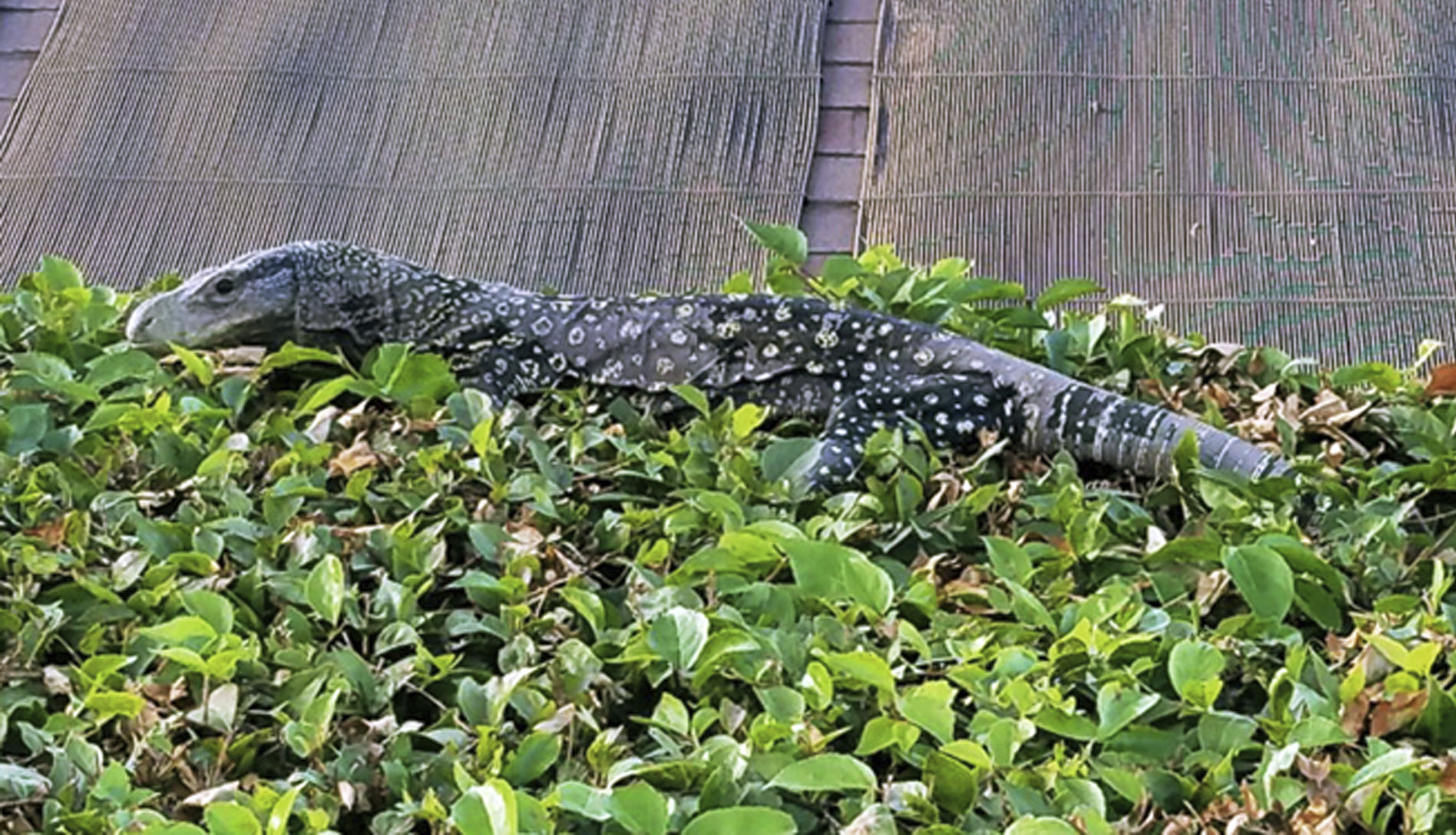 ODD Wayward Lizard